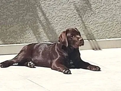 Cachorro raça Labrador idade 7 a 11 meses nome PIPOCO 