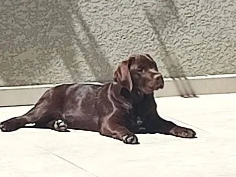 Cachorro raça Labrador idade 7 a 11 meses nome PIPOCO 