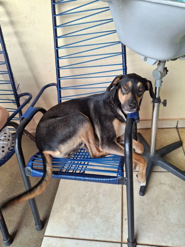 Cachorro raça SRD-ViraLata idade 3 anos nome Zeus