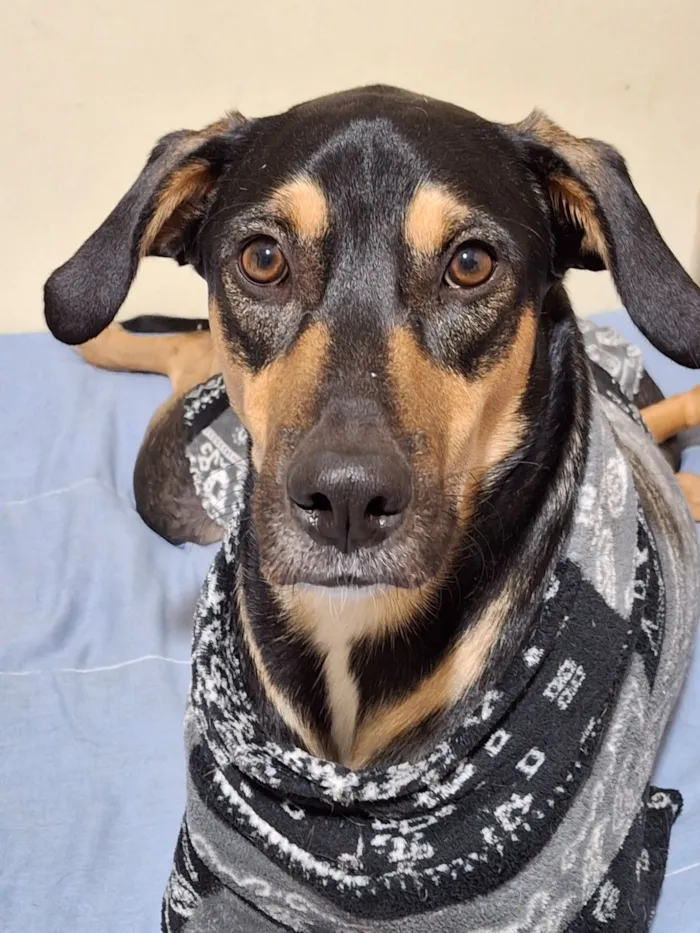 Cachorro raça SRD-ViraLata idade 3 anos nome Zeus