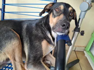 Cachorro raça SRD-ViraLata idade 3 anos nome Zeus