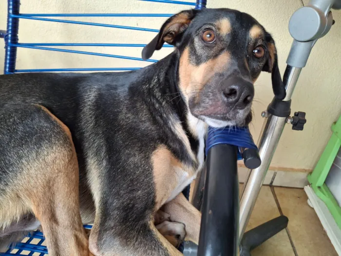 Cachorro raça SRD-ViraLata idade 3 anos nome Zeus