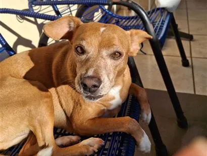 Cachorro raça SRD-ViraLata idade 6 ou mais anos nome Serena