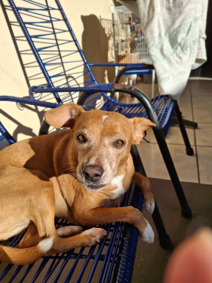 Cachorro raça SRD-ViraLata idade 6 ou mais anos nome Serena