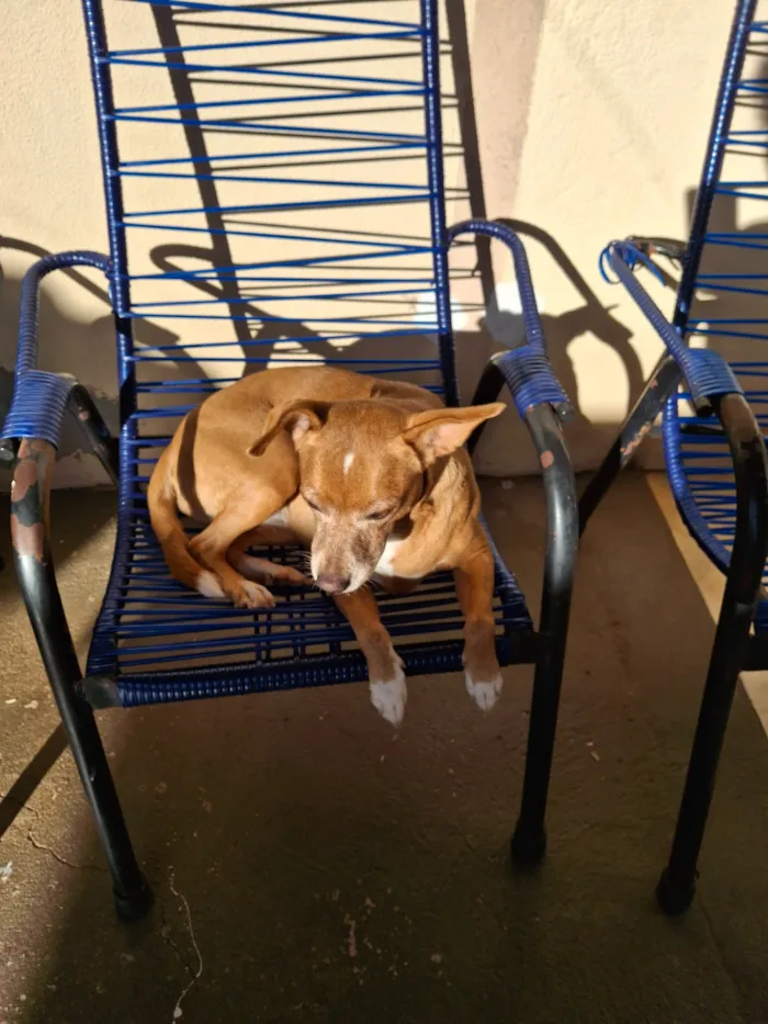 Cachorro raça SRD-ViraLata idade 6 ou mais anos nome Serena