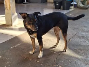 Cachorro raça SRD-ViraLata idade 6 ou mais anos nome Safira