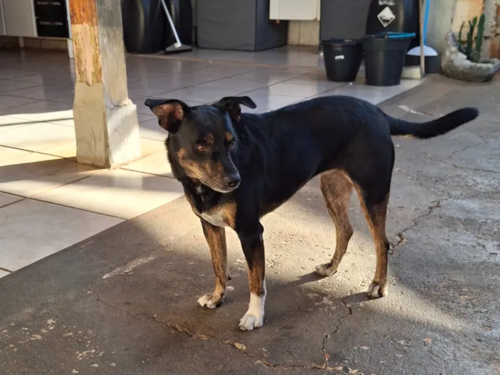 Cachorro raça SRD-ViraLata idade 6 ou mais anos nome Safira