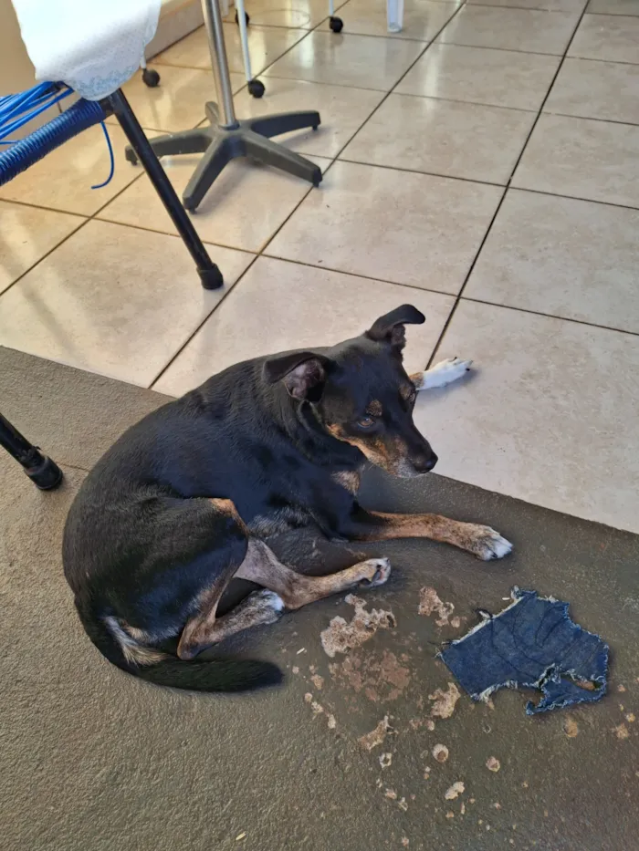 Cachorro raça SRD-ViraLata idade 6 ou mais anos nome Safira