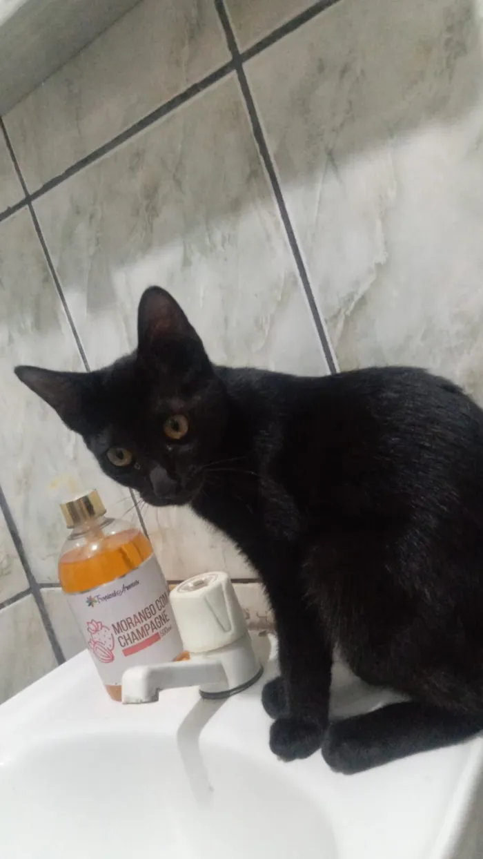 Gato raça SRD-ViraLata idade 2 a 6 meses nome Nome BLACK 