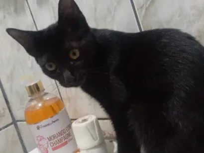 Gato raça SRD-ViraLata idade 2 a 6 meses nome Nome BLACK 