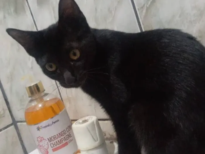 Gato raça SRD-ViraLata idade 2 a 6 meses nome Nome BLACK 
