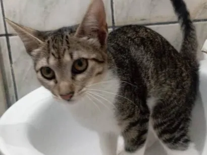 Gato raça SRD-ViraLata idade 2 a 6 meses nome lulu 