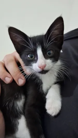 Gato raça SRD-ViraLata idade 2 a 6 meses nome Hamilton