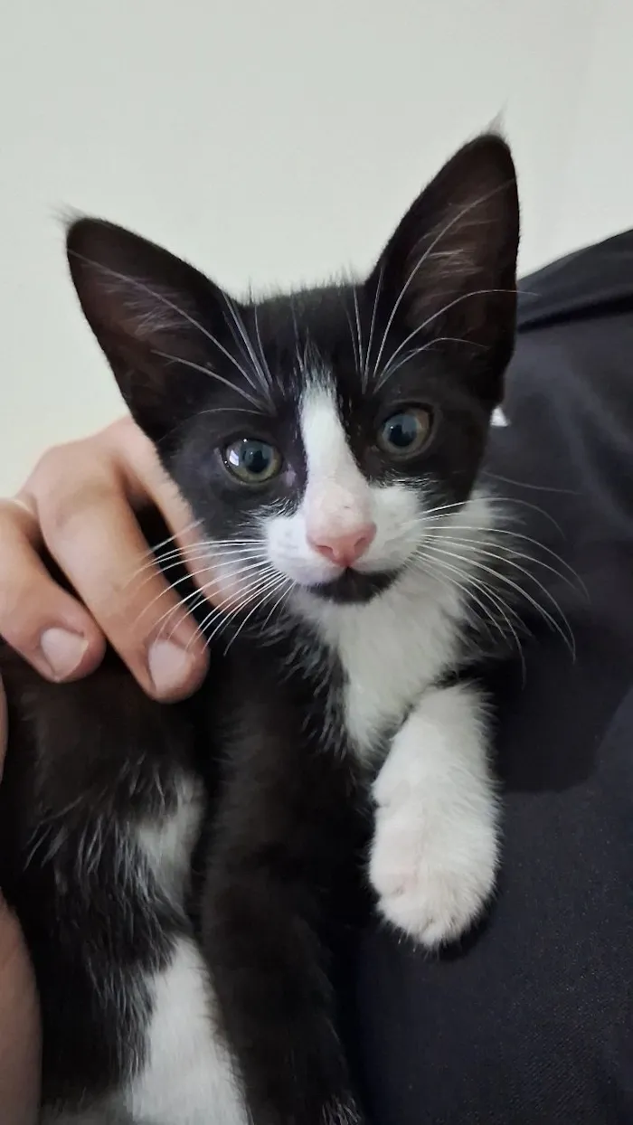 Gato raça SRD-ViraLata idade 2 a 6 meses nome Hamilton