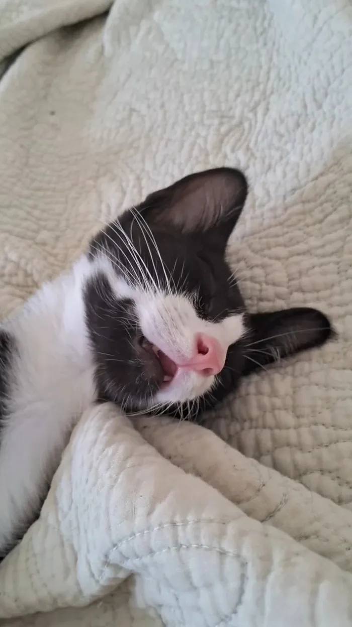 Gato raça SRD-ViraLata idade 2 a 6 meses nome Hamilton