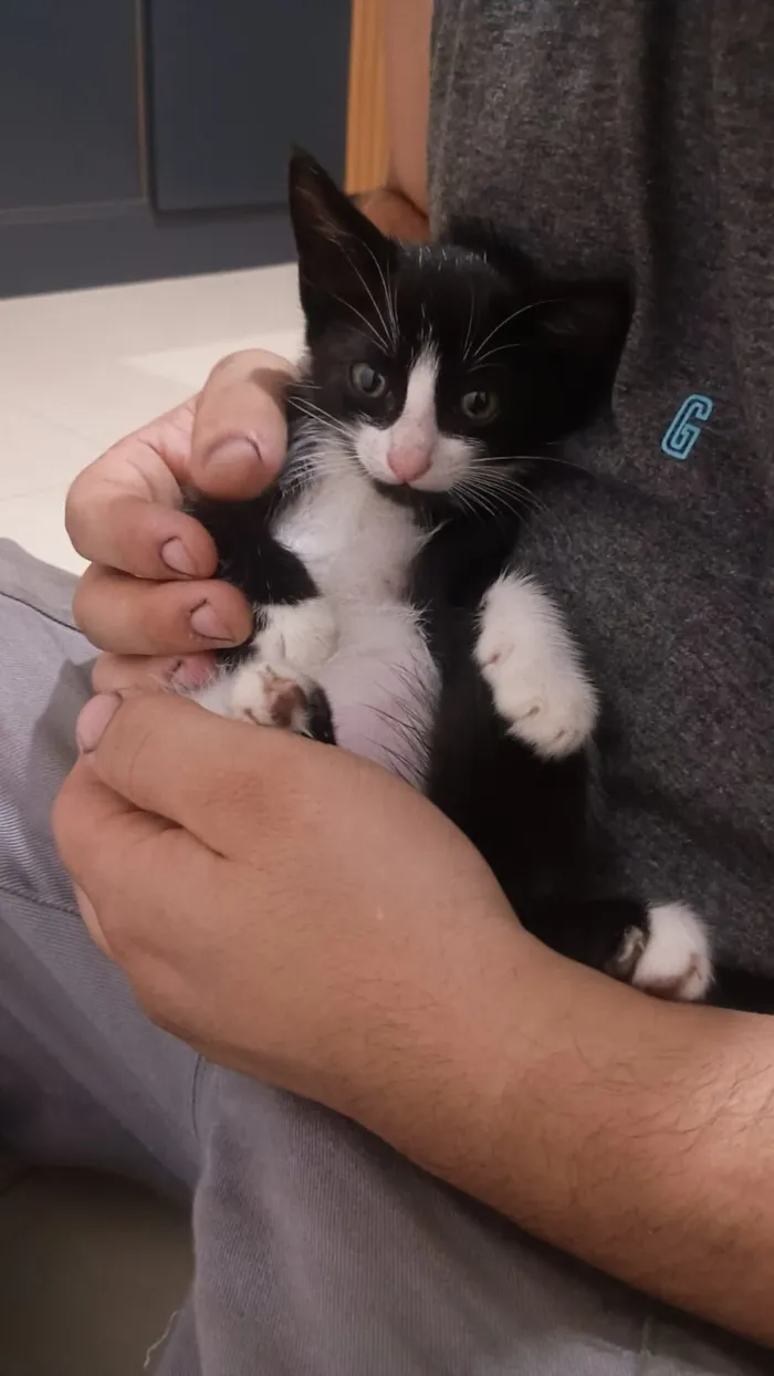 Gato raça SRD-ViraLata idade 2 a 6 meses nome Hamilton