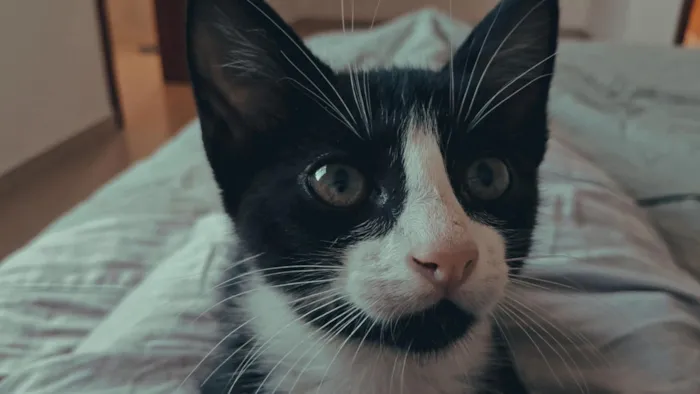 Gato raça SRD-ViraLata idade 2 a 6 meses nome Hamilton