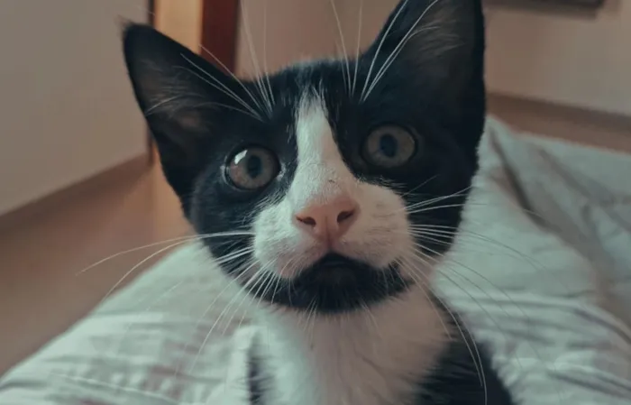 Gato raça SRD-ViraLata idade 2 a 6 meses nome Hamilton