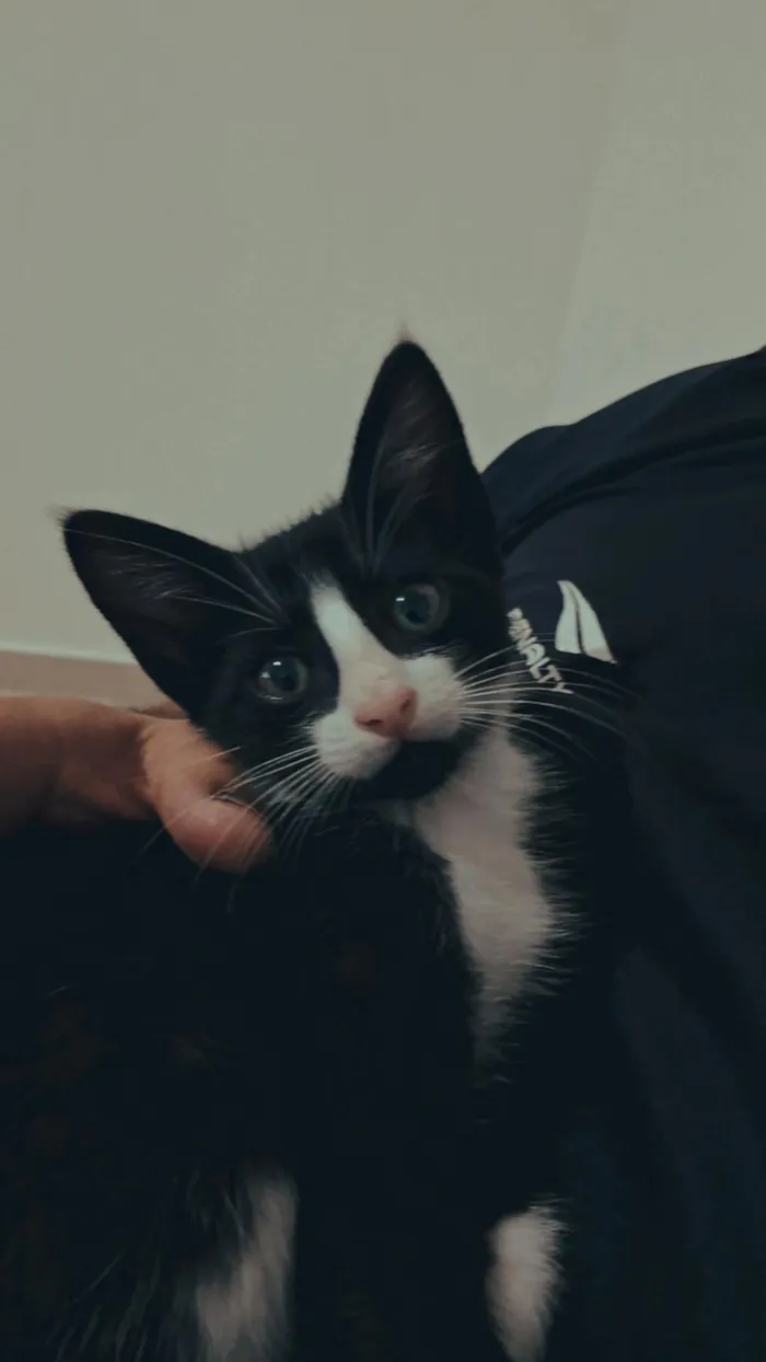 Gato raça SRD-ViraLata idade 2 a 6 meses nome Hamilton