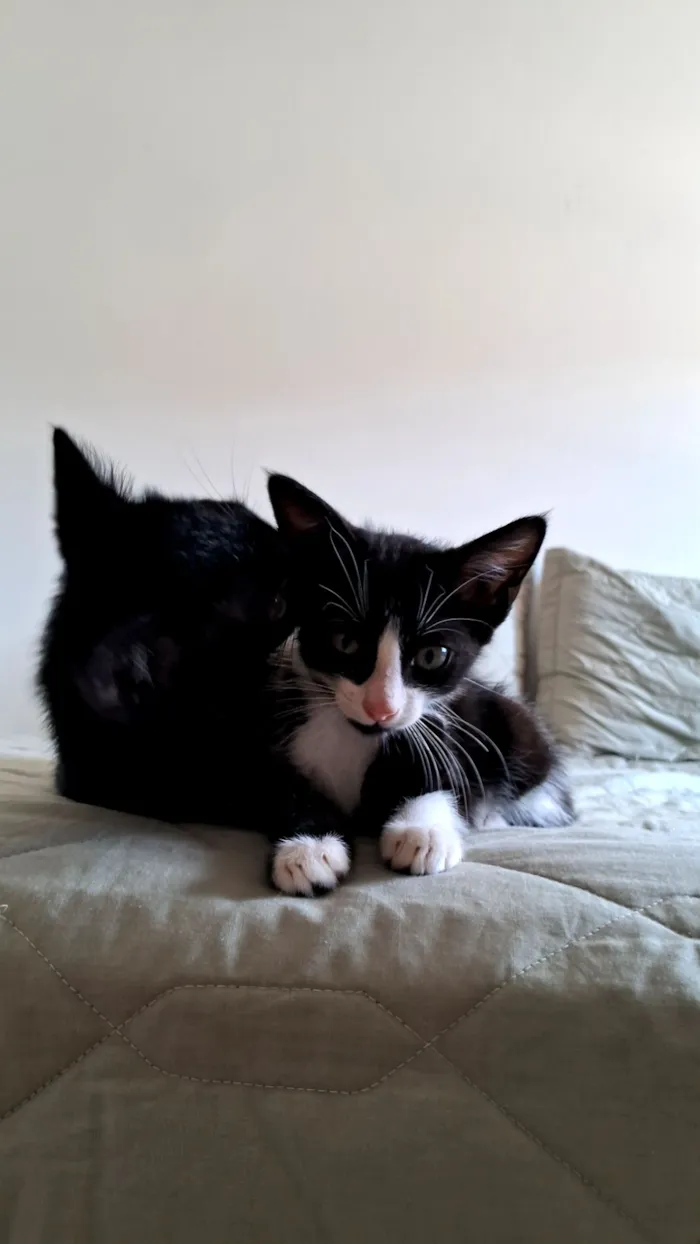 Gato raça SRD-ViraLata idade 2 a 6 meses nome Hamilton