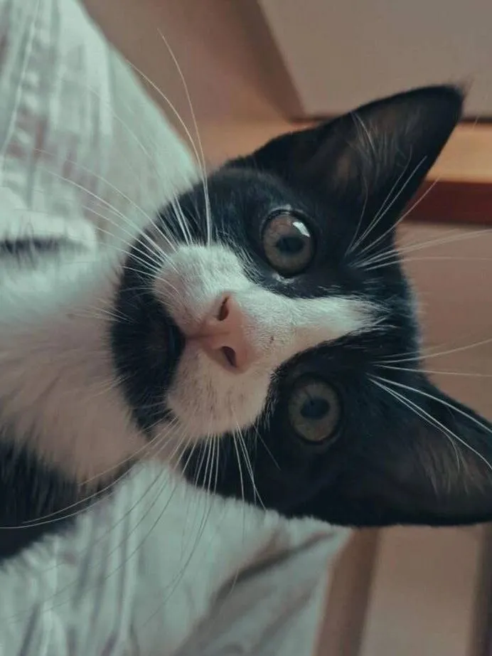 Gato raça SRD-ViraLata idade 2 a 6 meses nome Hamilton