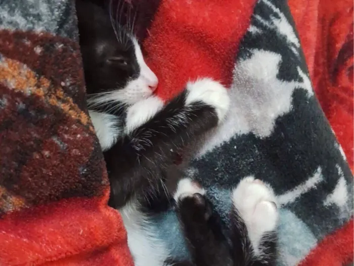 Gato raça SRD-ViraLata idade 2 a 6 meses nome Hamilton