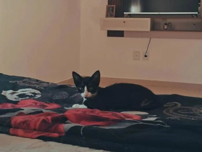 Gato raça SRD-ViraLata idade 2 a 6 meses nome Hamilton