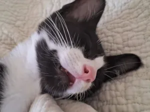 Gato raça SRD-ViraLata idade 2 a 6 meses nome Hamilton