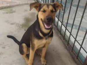 Cachorro raça SRD-ViraLata idade 1 ano nome Kiara 