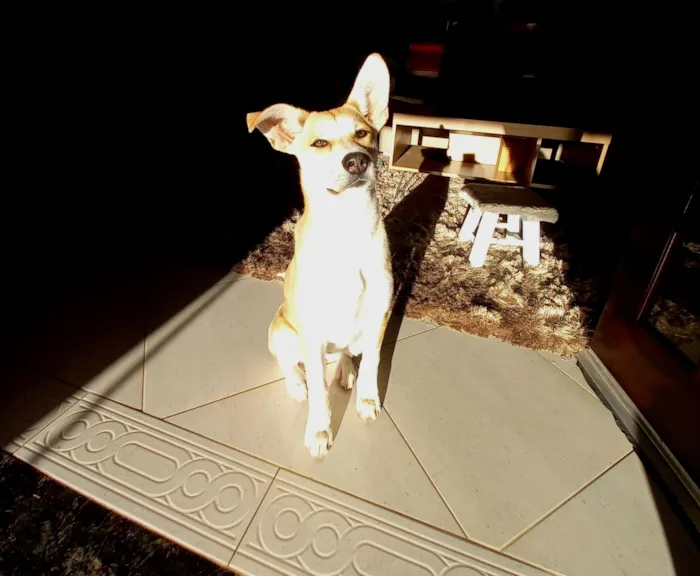 Cachorro raça SRD-ViraLata idade 7 a 11 meses nome Kali