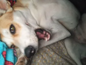 Cachorro raça SRD-ViraLata idade 7 a 11 meses nome Kali