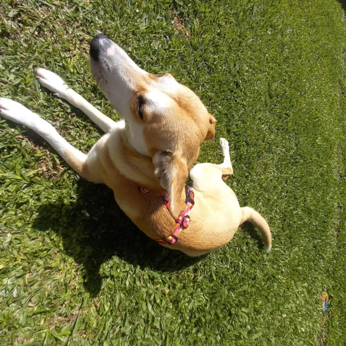 Cachorro raça SRD-ViraLata idade 7 a 11 meses nome Kali