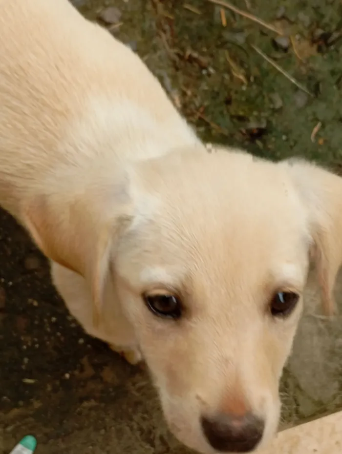 Cachorro raça SRD-ViraLata idade 2 a 6 meses nome Ainda sem nome(filhote)