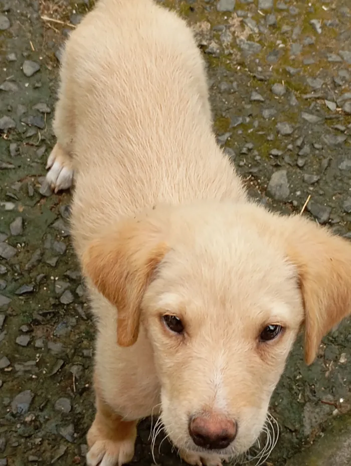 Cachorro raça SRD-ViraLata idade 2 a 6 meses nome Ainda sem nome(filhote)