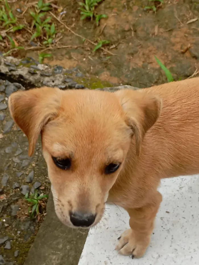 Cachorro raça SRD-ViraLata idade 2 a 6 meses nome Ainda sem nome(filhote)