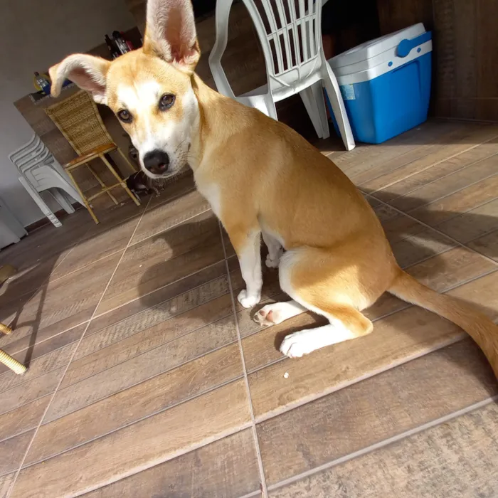 Cachorro raça SRD-ViraLata idade 7 a 11 meses nome Kali