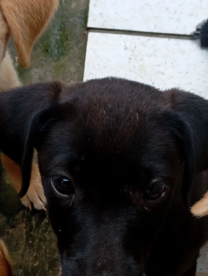 Cachorro raça SRD-ViraLata idade 2 a 6 meses nome Ainda sem nome(filhote)