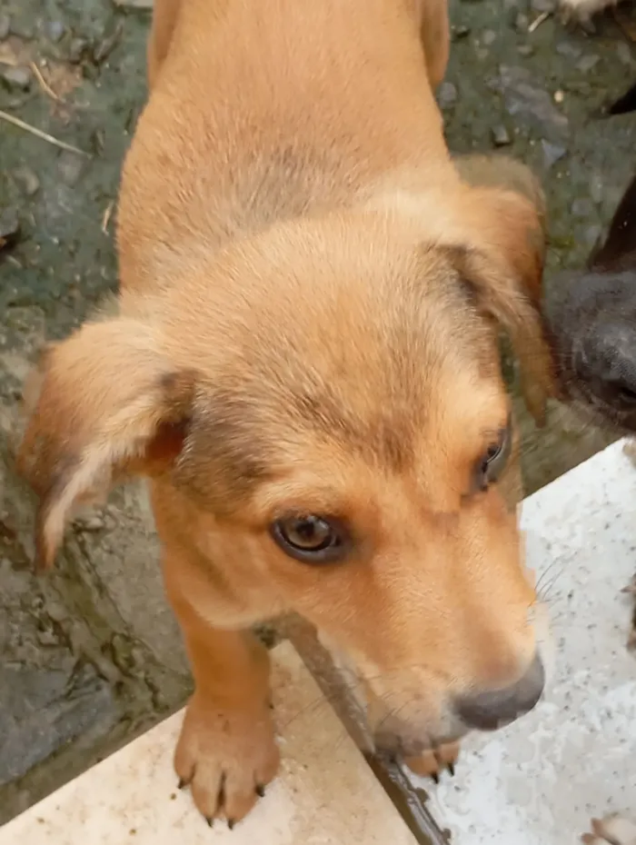 Cachorro raça SRD-ViraLata idade 2 a 6 meses nome Ainda sem nome(filhote)