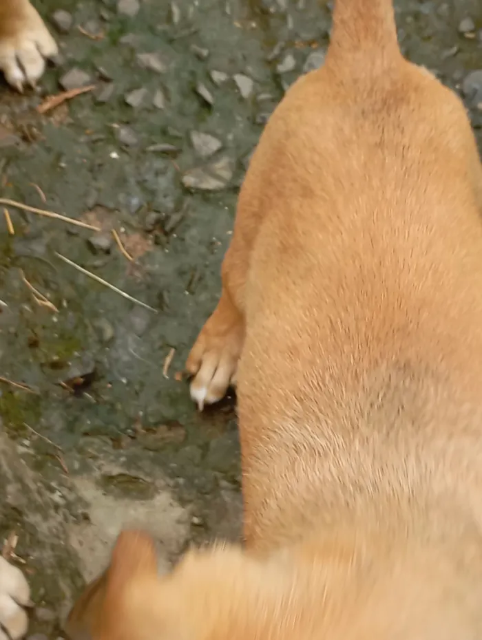 Cachorro raça SRD-ViraLata idade 2 a 6 meses nome Ainda sem nome(filhote)