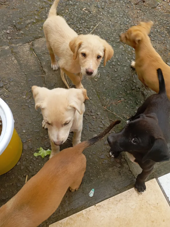 Cachorro raça SRD-ViraLata idade 2 a 6 meses nome Ainda sem nome(filhote)