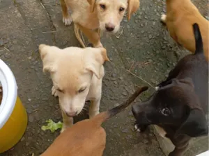 Cachorro raça SRD-ViraLata idade 2 a 6 meses nome Ainda sem nome(filhote)