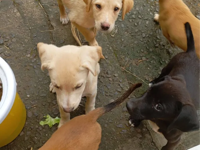 Cachorro raça SRD-ViraLata idade 2 a 6 meses nome Ainda sem nome(filhote)