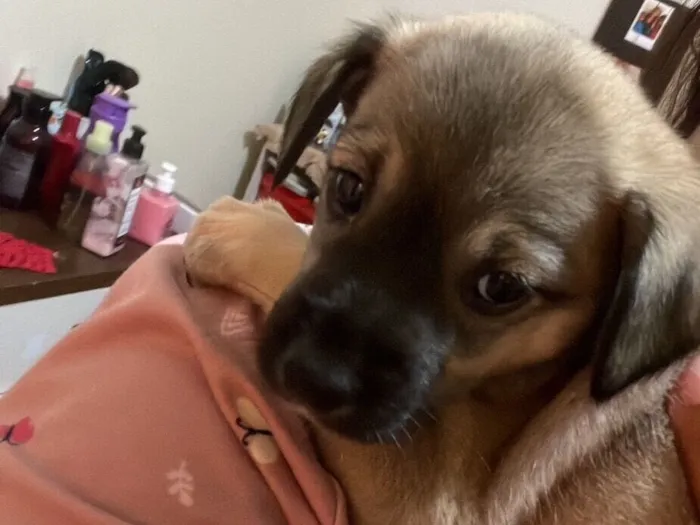 Cachorro raça SRD-ViraLata idade 2 a 6 meses nome Mel 