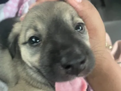 Cachorro raça SRD-ViraLata idade 2 a 6 meses nome Mel 