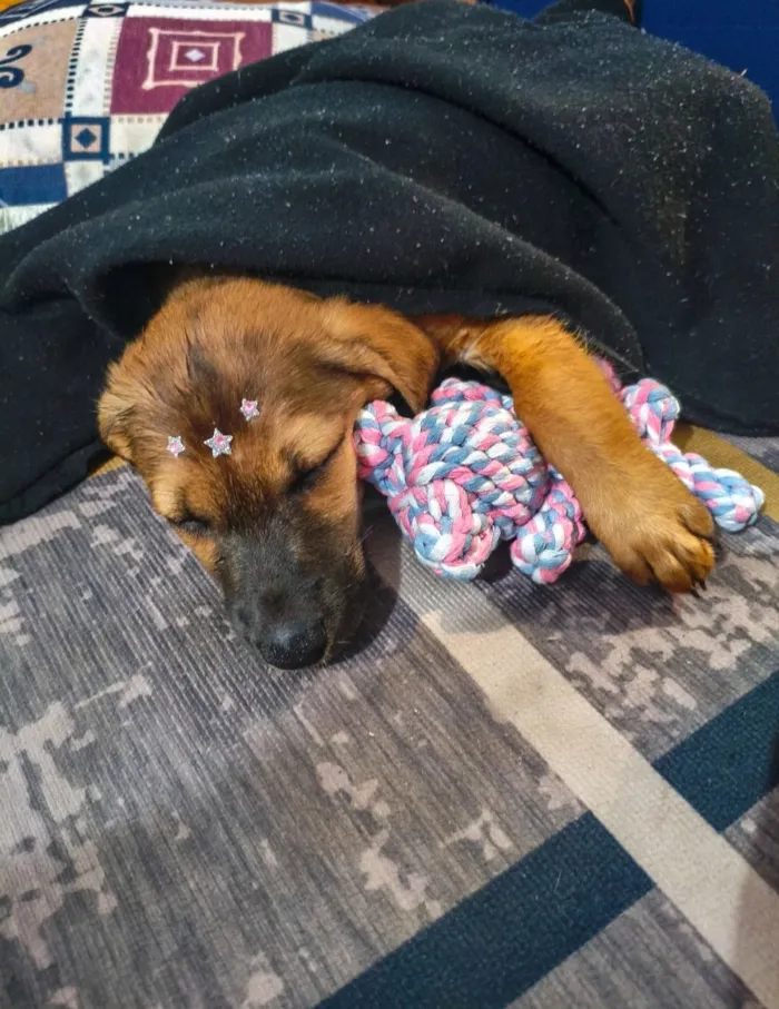 Cachorro raça SRD-ViraLata idade 2 a 6 meses nome Juliana