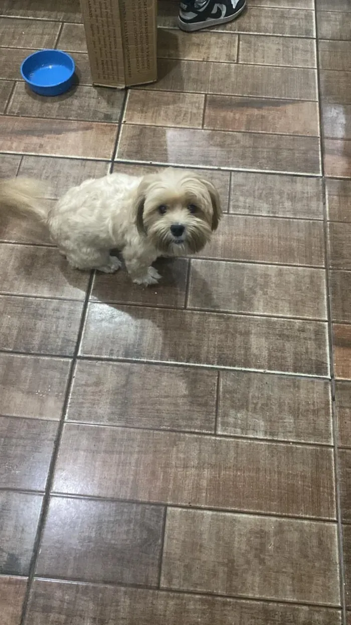Cachorro raça Lhasa Apso idade 3 anos nome Canela