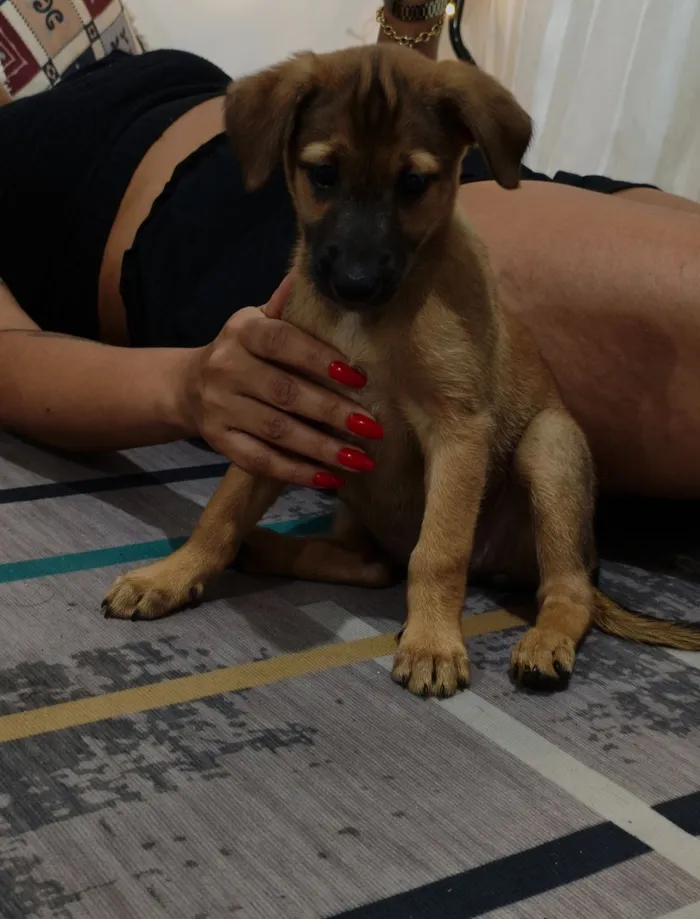 Cachorro raça SRD-ViraLata idade 2 a 6 meses nome Juliana