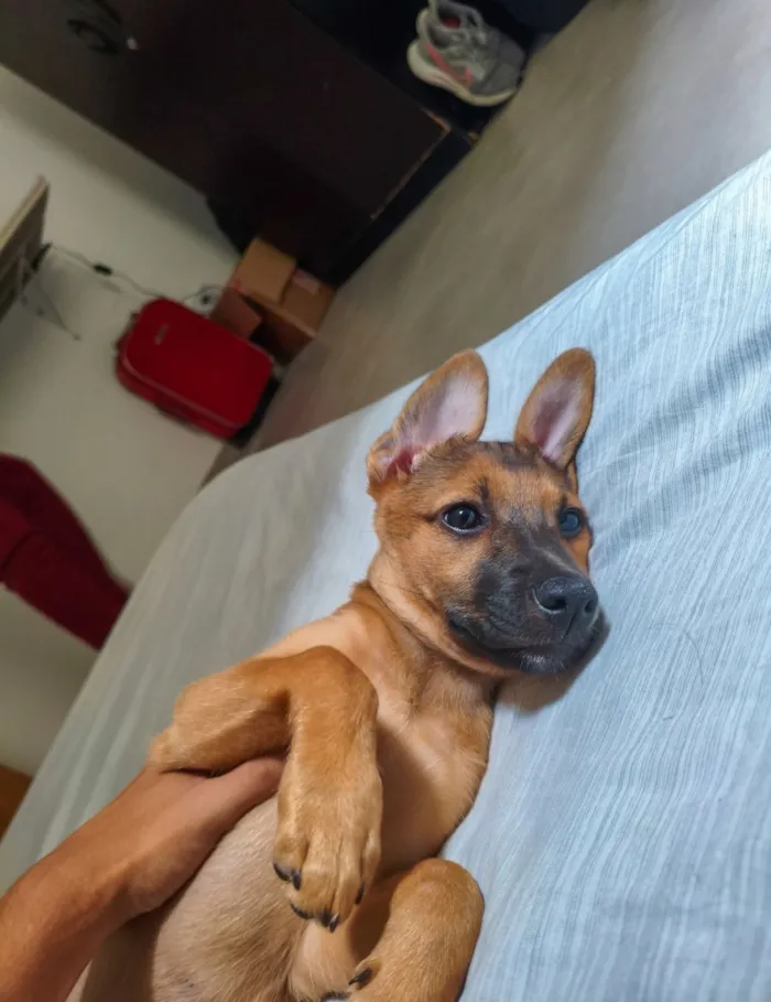 Cachorro raça SRD-ViraLata idade 2 a 6 meses nome Juliana
