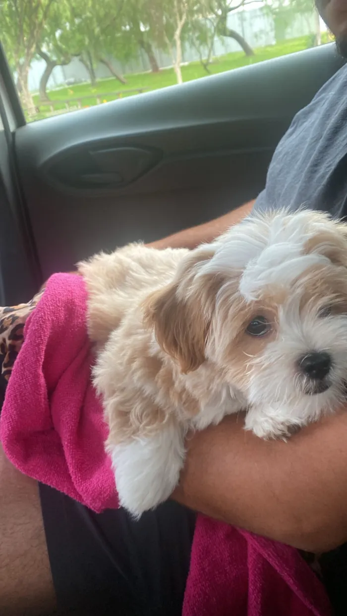 Cachorro raça Lhasa Apso idade 2 anos nome Draco