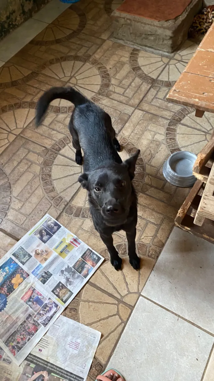 Cachorro raça SRD-ViraLata idade 1 ano nome Marina